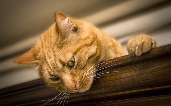 cat-2184682__340